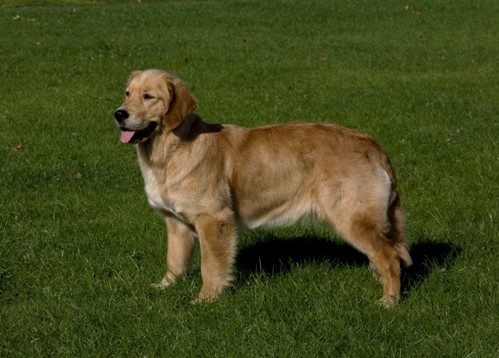 A dog standing on grass.